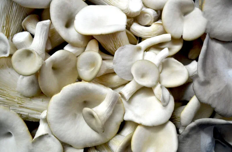 Permafungi